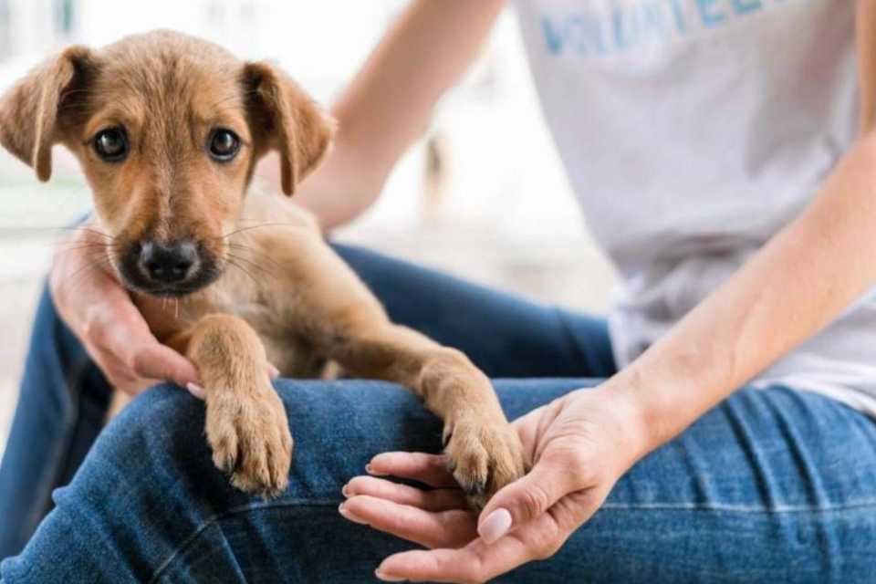 Día de los Animales: la urgencia de apoyar a los albergues