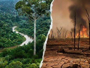 II Noche de las Ideas: Bosque Amazónico, los puntos de NO retorno