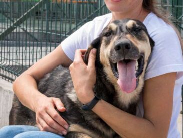 5 beneficios de recibir a un perro sin hogar