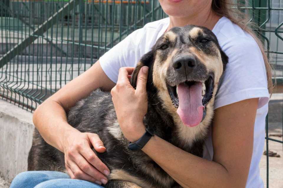 5 beneficios de recibir a un perro sin hogar