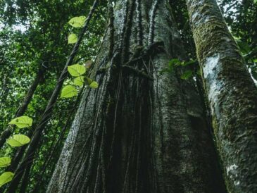 Epson renueva su compromiso con la sostenibilidad