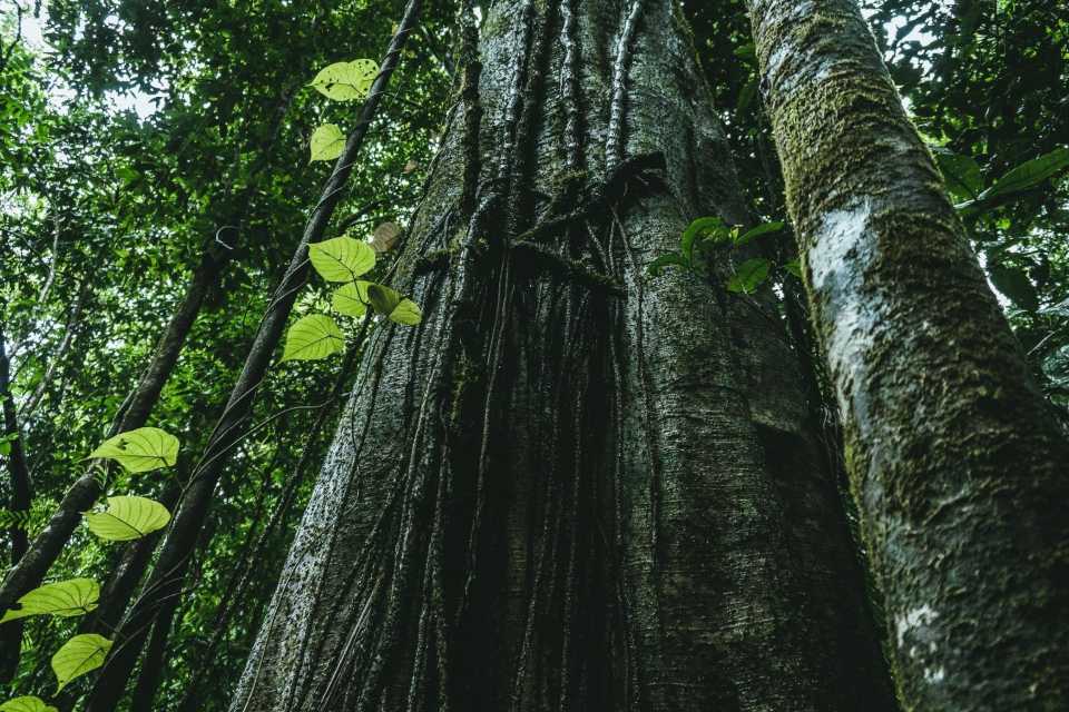 Epson renueva su compromiso con la sostenibilidad