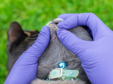 ¿Cómo preparar a tu mascota para el verano?