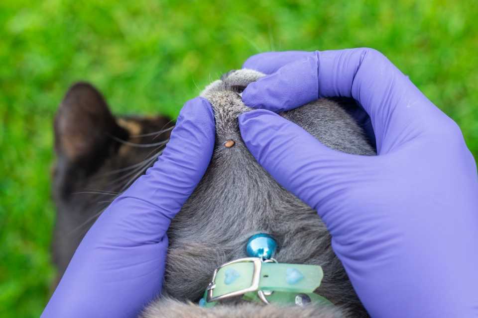 ¿Cómo preparar a tu mascota para el verano?