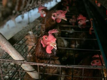 ¿Sabes si compras huevos de gallinas enjauladas?