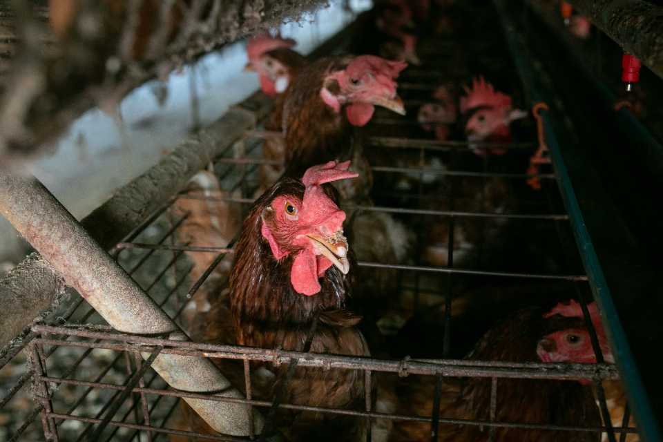 ¿Sabes si compras huevos de gallinas enjauladas?