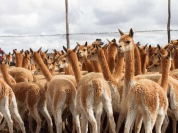 Conoce el proyecto de KUNA