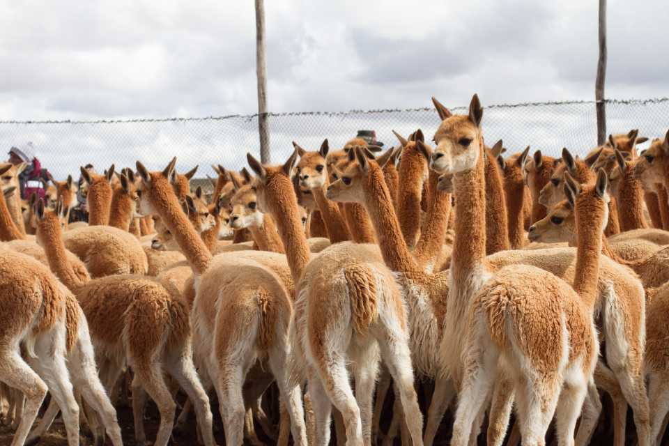 Conoce el proyecto de KUNA