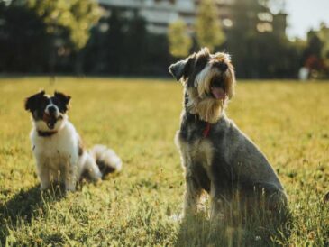 ¿Cómo y cuándo desparasitar a tu mascota?