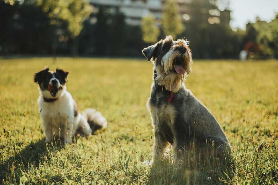 ¿Cómo y cuándo desparasitar a tu mascota?