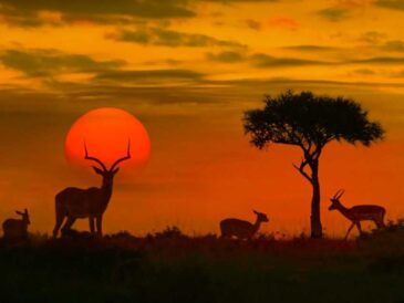 Viajar de Lima a África en 2026: países sin visa y rutas disponibles