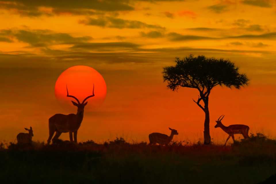 Viajar de Lima a África en 2026: países sin visa y rutas disponibles