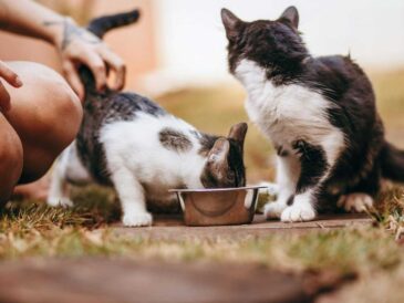 5 claves para que tu gato viva más y mejor, según nueva investigación