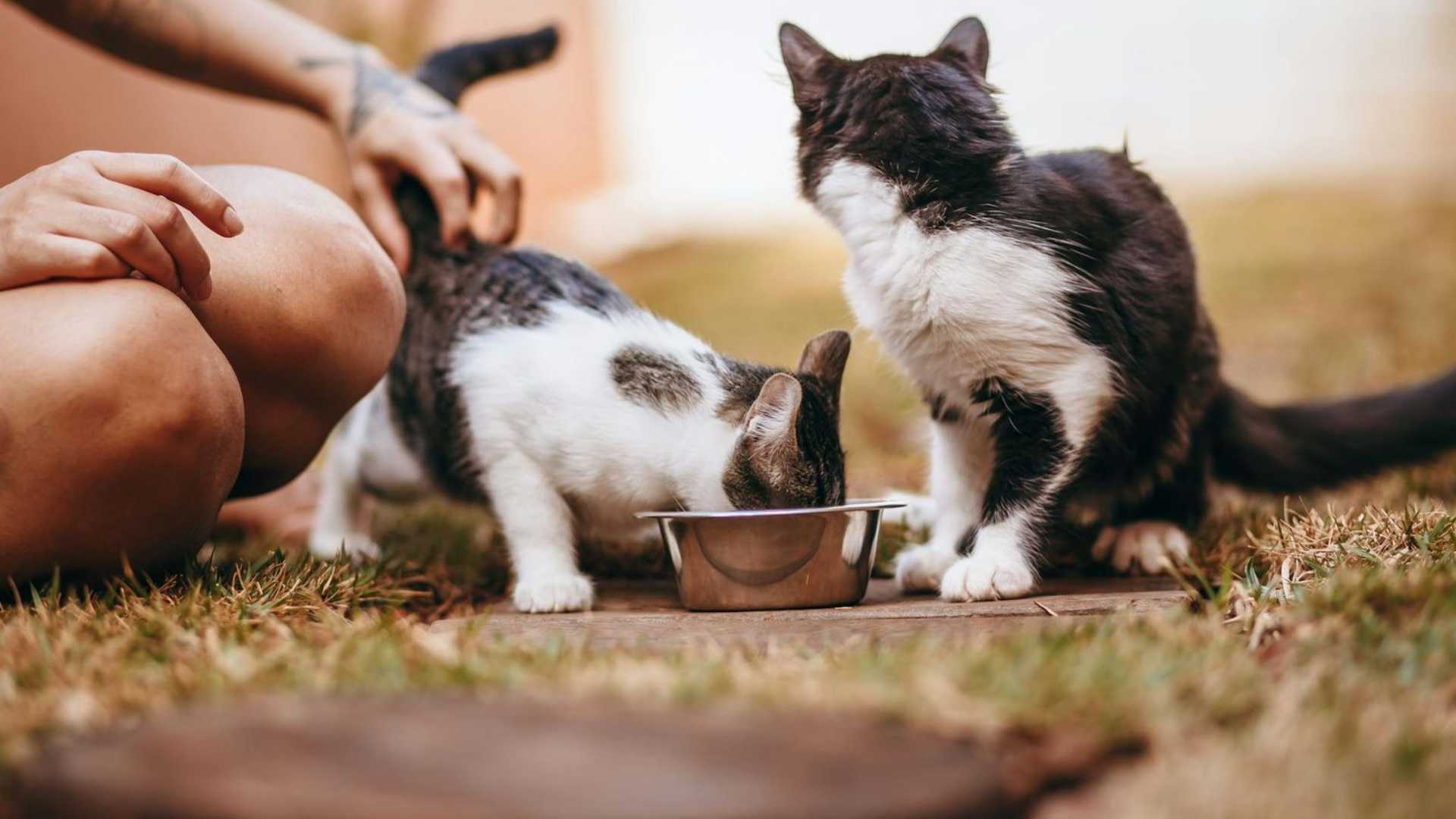 5 claves para que tu gato viva más y mejor, según nueva investigación