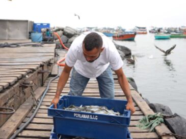 Emprendimiento digital en Perú: claves para crecer de forma sostenible