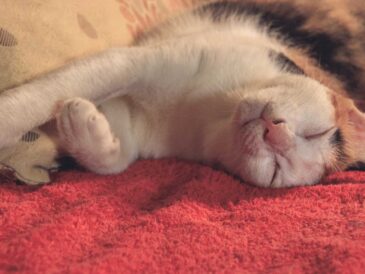 Cuánto cuesta cuidar un gato y qué cubre un seguro de mascotas