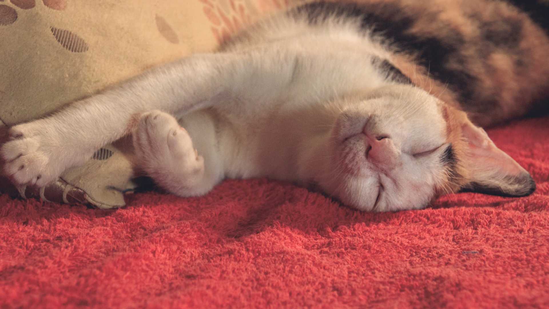 Cuánto cuesta cuidar un gato y qué cubre un seguro de mascotas